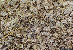 Семена укропа.Цена за 100г Семена укропа.Цена за 100г