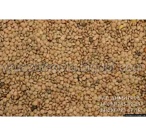 Чечевица зеленая, купить Чечевица зеленая, купить